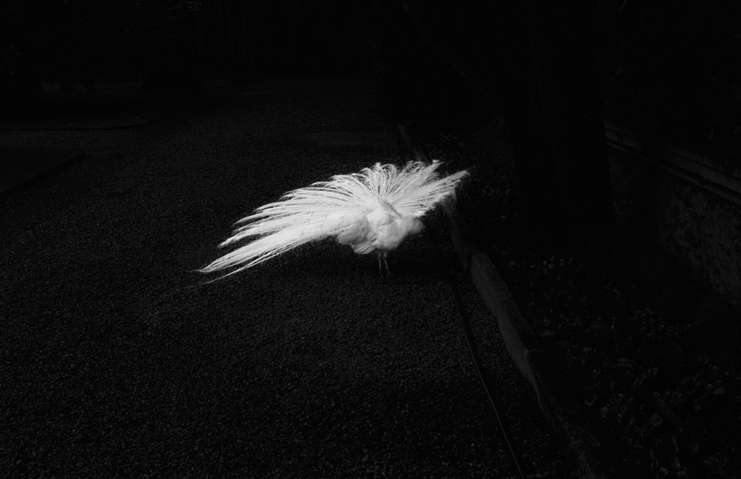 white peacock, wheel - 2013