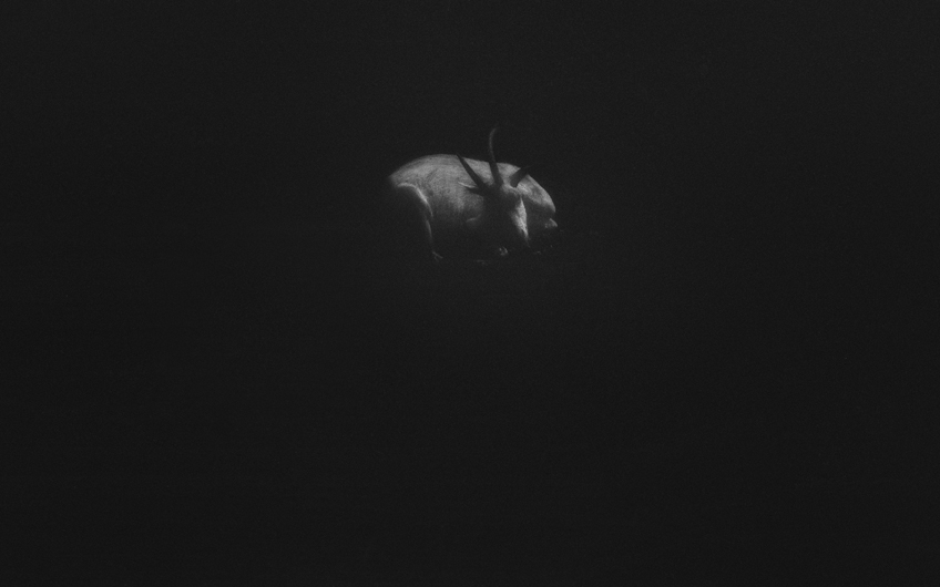 goat - 2013