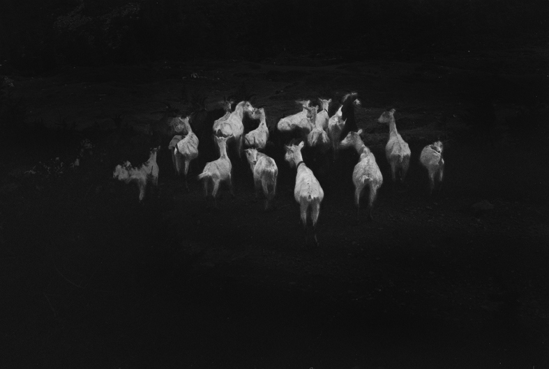 goats - 2013