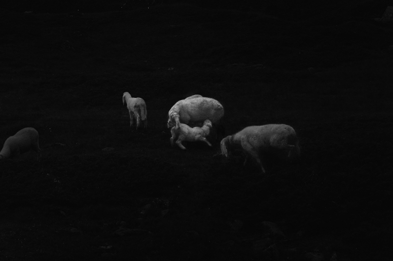 sheep - 2013