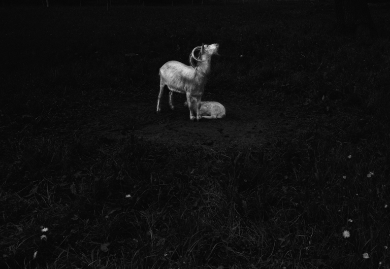 goats, maternity - 2014